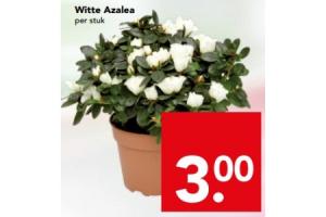 witte azalea