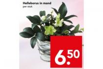 helleborus in mand