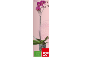 orchidee