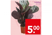 calathea