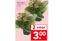 kalanchoe