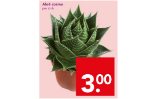 aloe cosmo