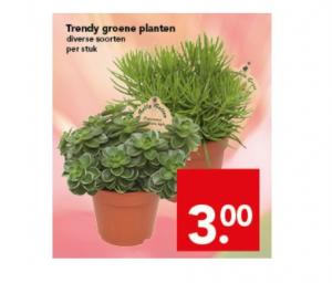 trendy groene planten