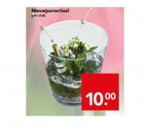 nieuwjaarsschaal plant