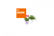 ah bloeiende of groeiende plant in glazen pot