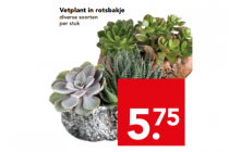 vetplant in rotsbakje