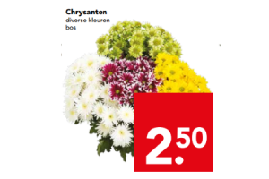 chrysanten