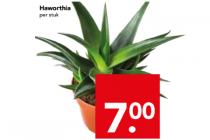 haworthia