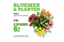 tulpen