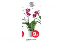 vlinderorchidee