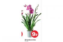 viooltjesorchidee