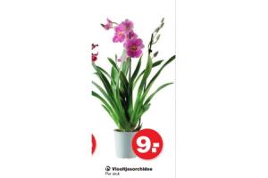 viooltjesorchidee