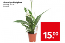 grote spathiphyllum