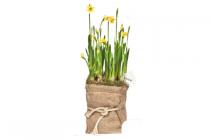 plus narcissen in jute zak