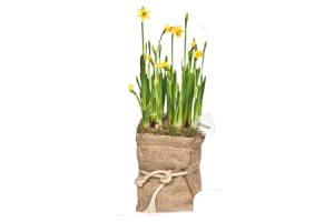 plus narcissen in jute zak