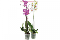 orchidee 2 tak