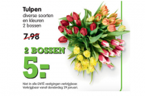 tulpen