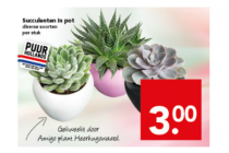 succulenten in pot