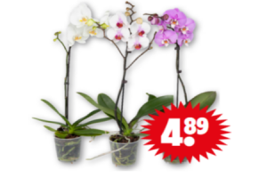 phaleanopsis orchidee