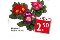 primula