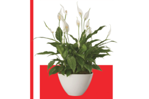 spathiphyllum