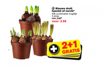 hoogvliet blauwe druif hyacint of narcis