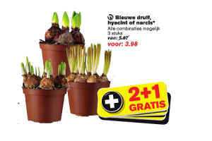 hoogvliet blauwe druif hyacint of narcis