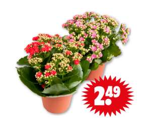 kalanchoe