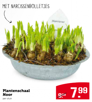 plantenschaal noor