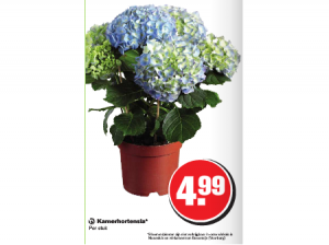 kamerhortensia