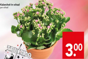 kalanchoe in schaal