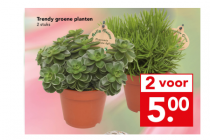 trendy groene planten