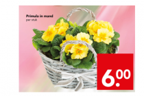 primula in mand