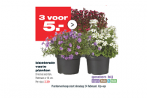 bloeiende vaste planten