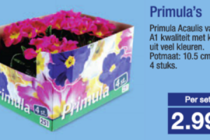 primulas