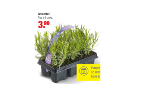 lavendel