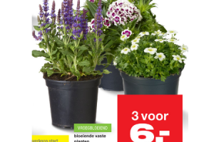 bloeiende vaste planten