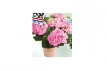 deen kamer hortensia