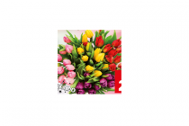 deen tulpen