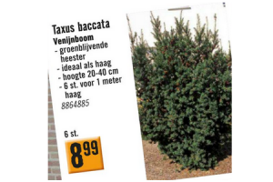 taxus baccata