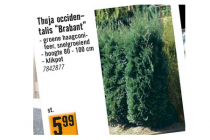 thuja occidentalis brabant