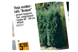 thuja occidentalis brabant