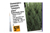 chamaecyparis lawsoniana columnaris glauca