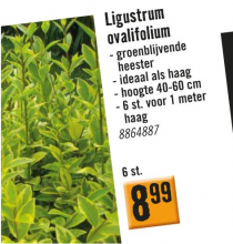 ligustrum ovalifolium