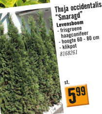 thuja occidentalis smaragd