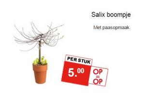 salix boompje