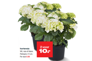 hortensia