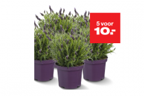 lavendel