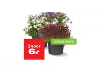 bloeiende vaste planten