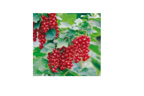 fruitstruiken